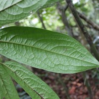 Diospyros albiflora Alston